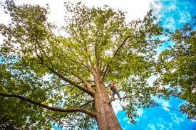 Why Choose Our Tree Removal Services in Cloverdale, IN?